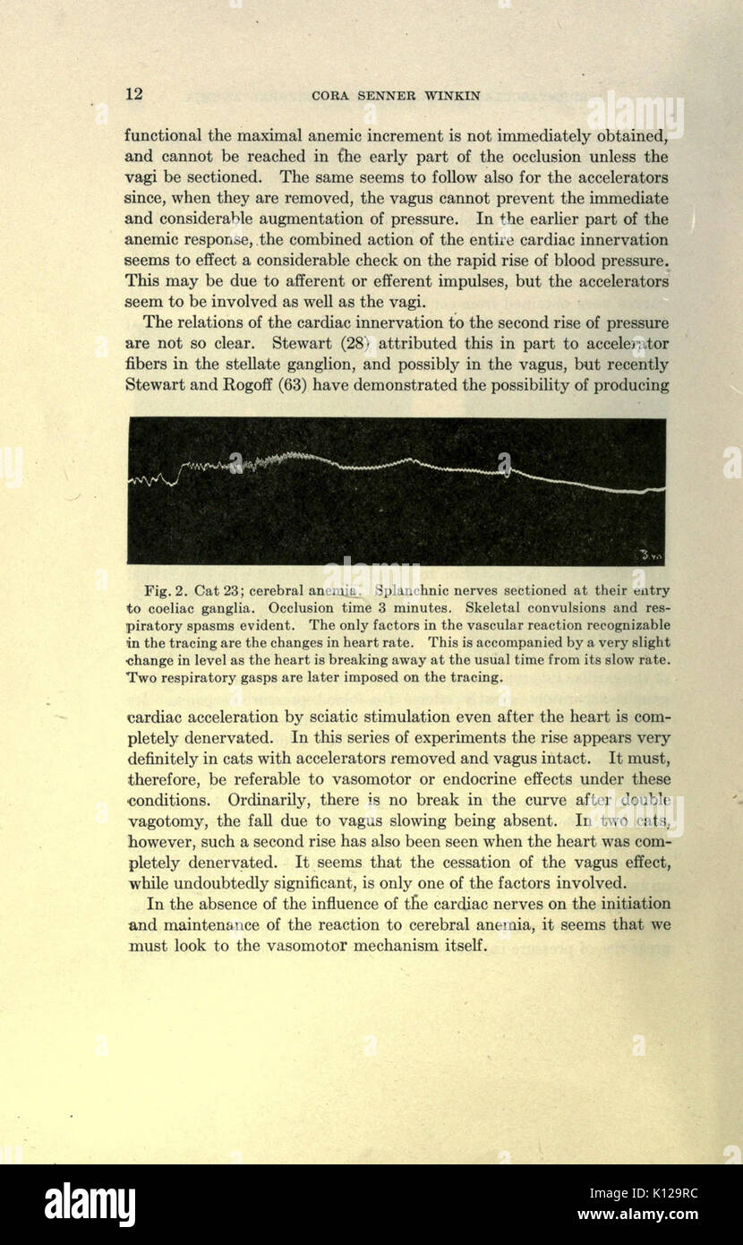 Eine Analyse der nervöse Steuerung des kardiovaskulären Veränderungen während der okklusion des Kopfes Arterien bei Katzen (Seite 12) BHL 23288784 Stockfoto