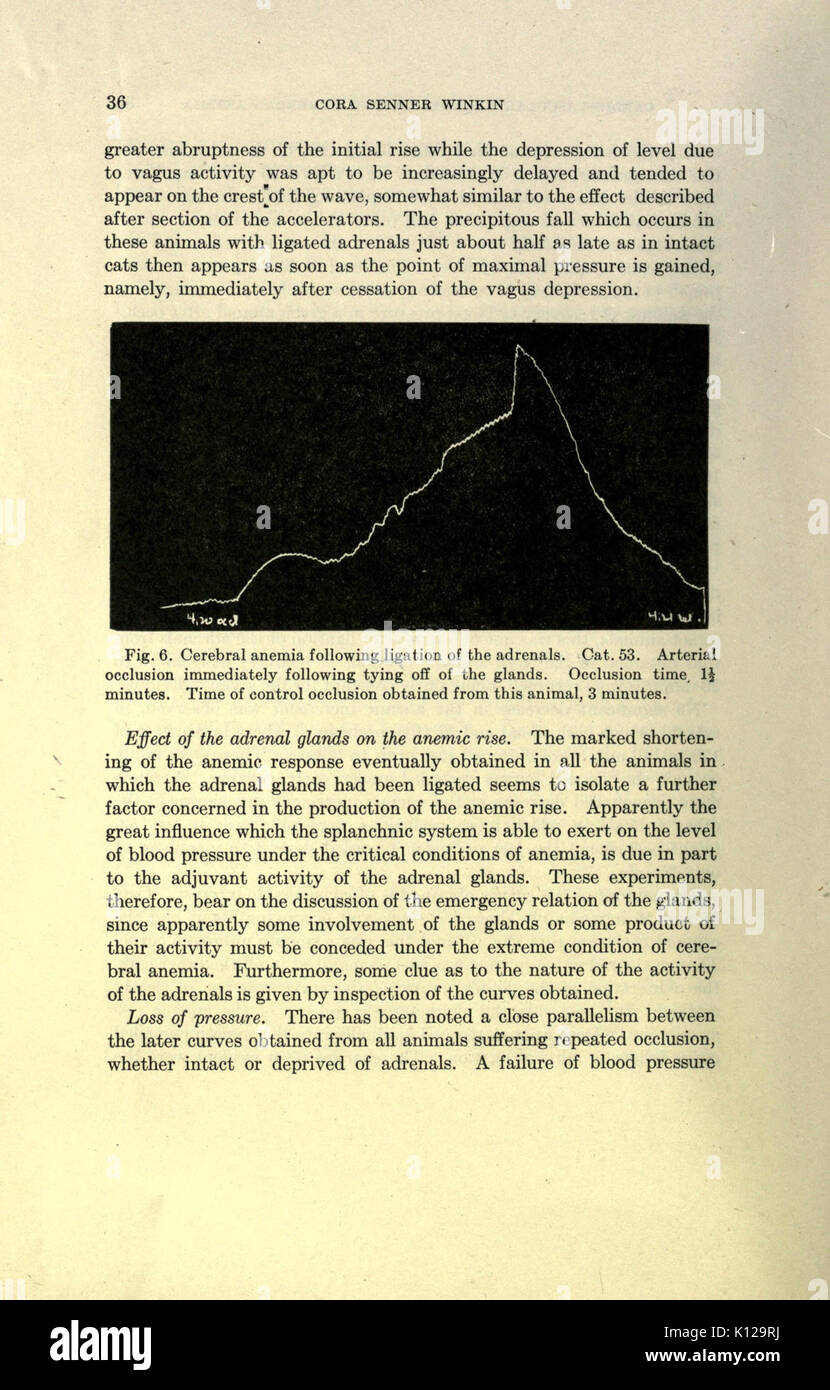 Eine Analyse der nervöse Steuerung des kardiovaskulären Veränderungen während der okklusion des Kopfes Arterien bei Katzen (Seite 36) BHL 23288768 Stockfoto