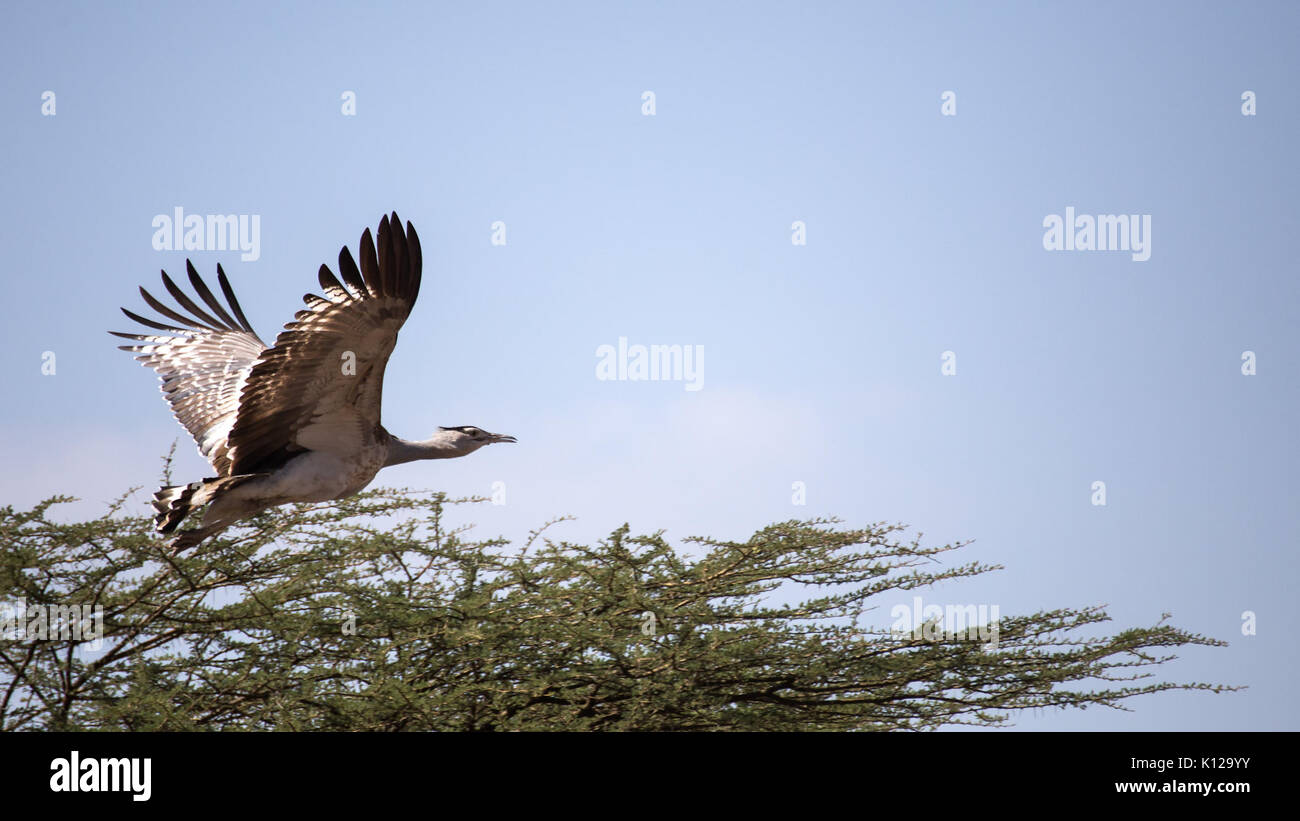 Arabtrapp 3 Stockfoto Arabtrapp 3 Stockfoto