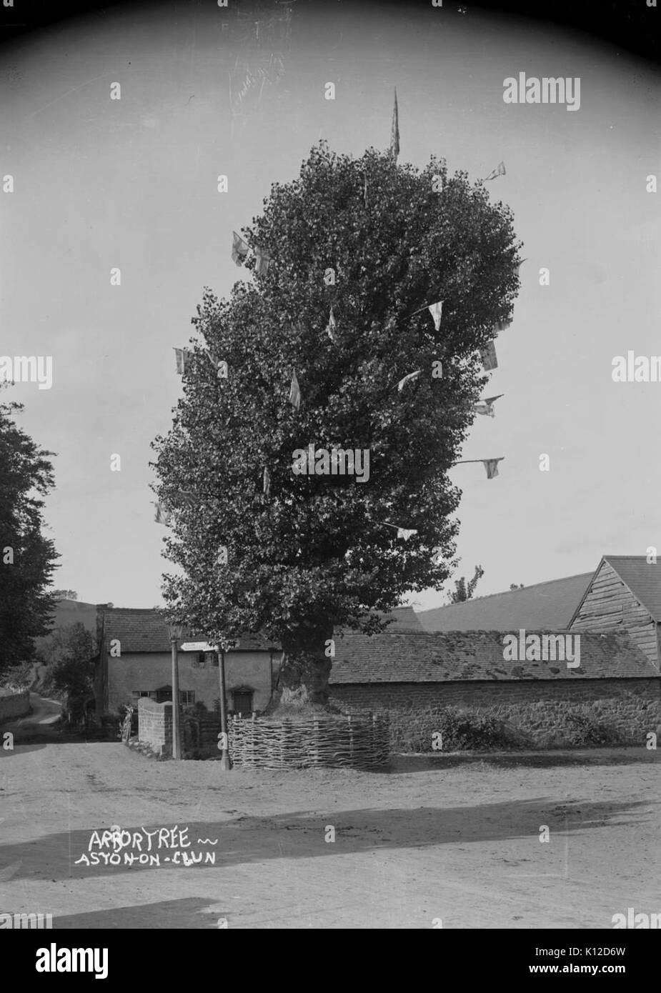 Arbor Baum, Aston auf Clun (1294745) Stockfoto