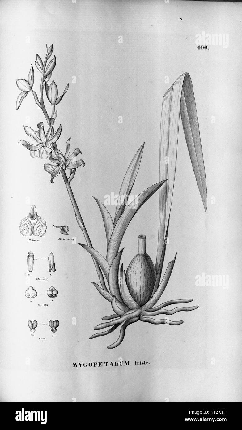 Alfred Cogniaux Flora brasiliensis Vol. 3 pt. 5 Orchidaceae Platte 106 (1898 1902) Stockfoto