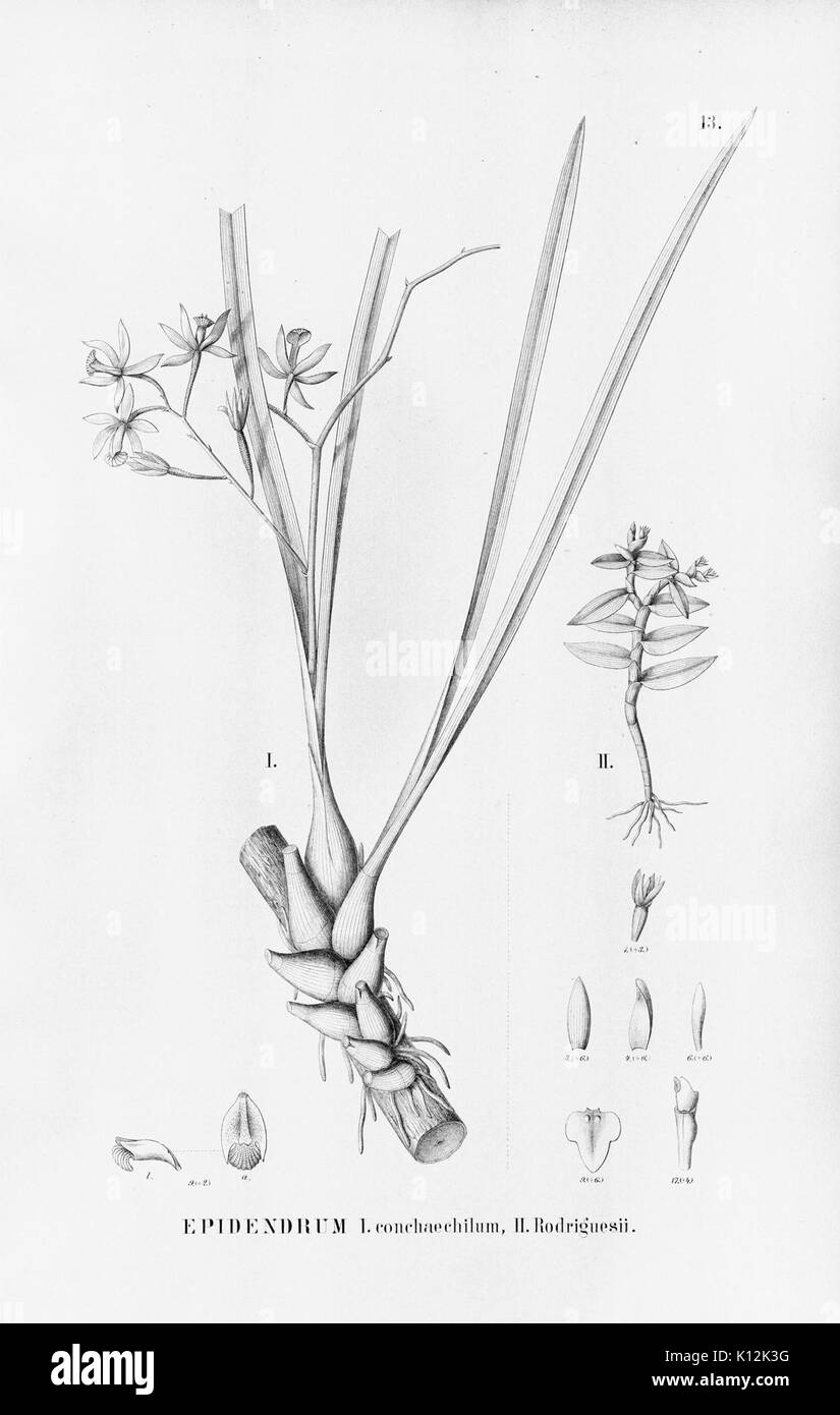 Alfred Cogniaux Flora brasiliensis Vol. 3 pt. 5 Orchidaceae Platte 013 (1898 1902) Stockfoto