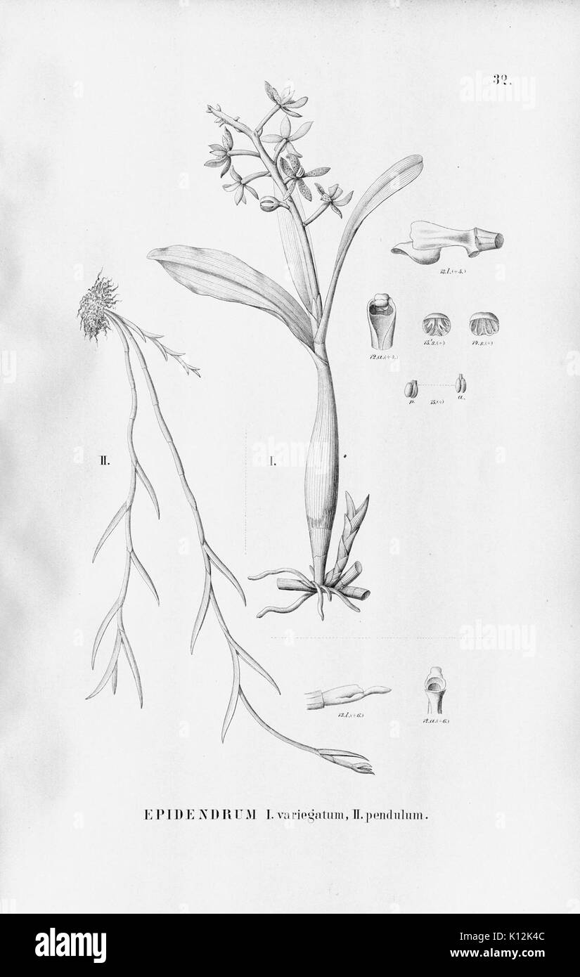 Alfred Cogniaux Flora brasiliensis Vol. 3 pt. 5 Orchidaceae Platte 032 (1898 1902) Stockfoto