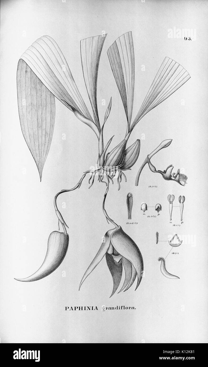 Alfred Cogniaux Flora brasiliensis Vol. 3 pt. 5 Orchidaceae Platte 093 (1898 1902) Stockfoto