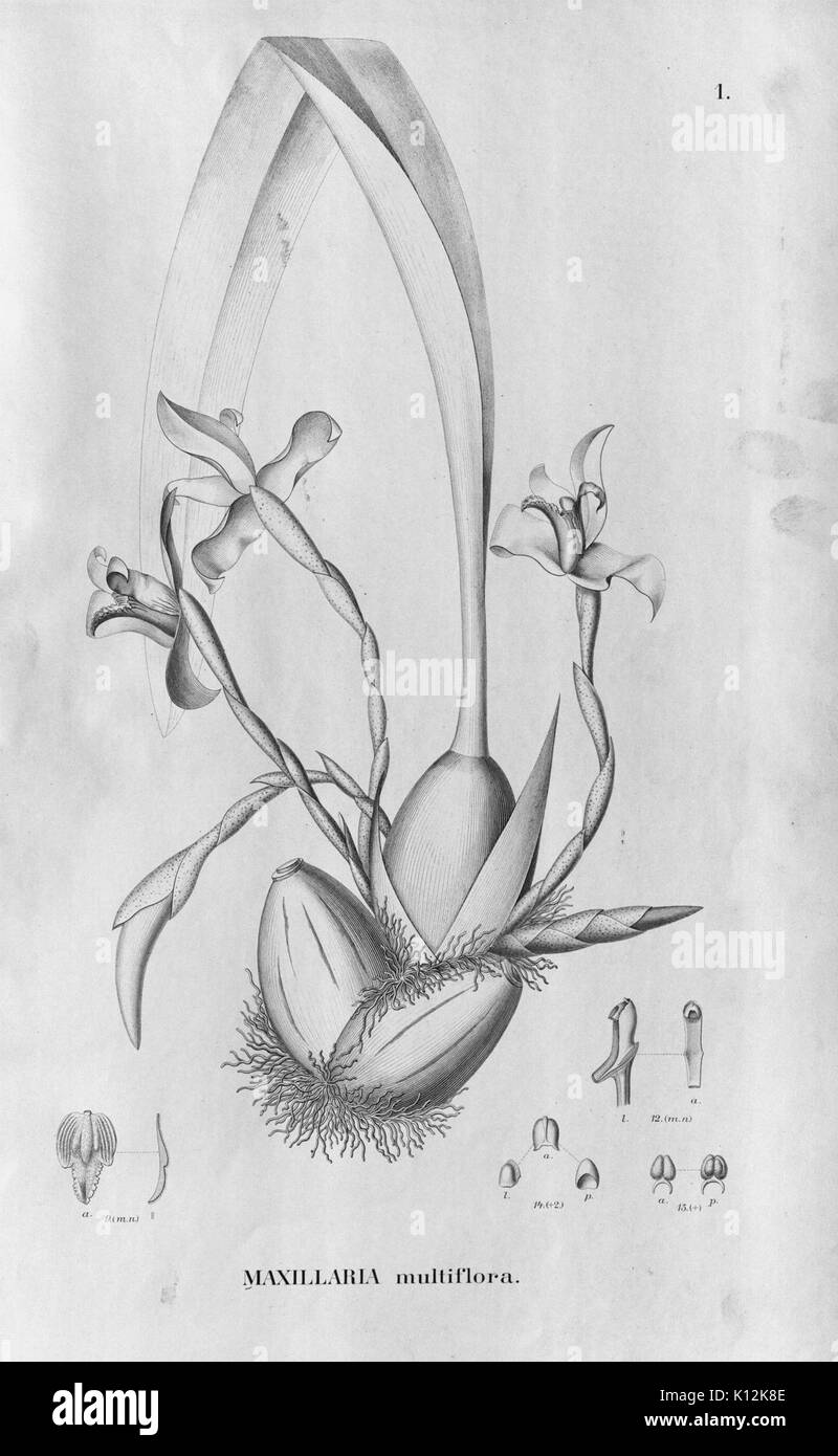 Alfred Cogniaux Flora brasiliensis Vol. 3 pt. 6 Orchidaceae Platte 001 (1904 1906) Stockfoto