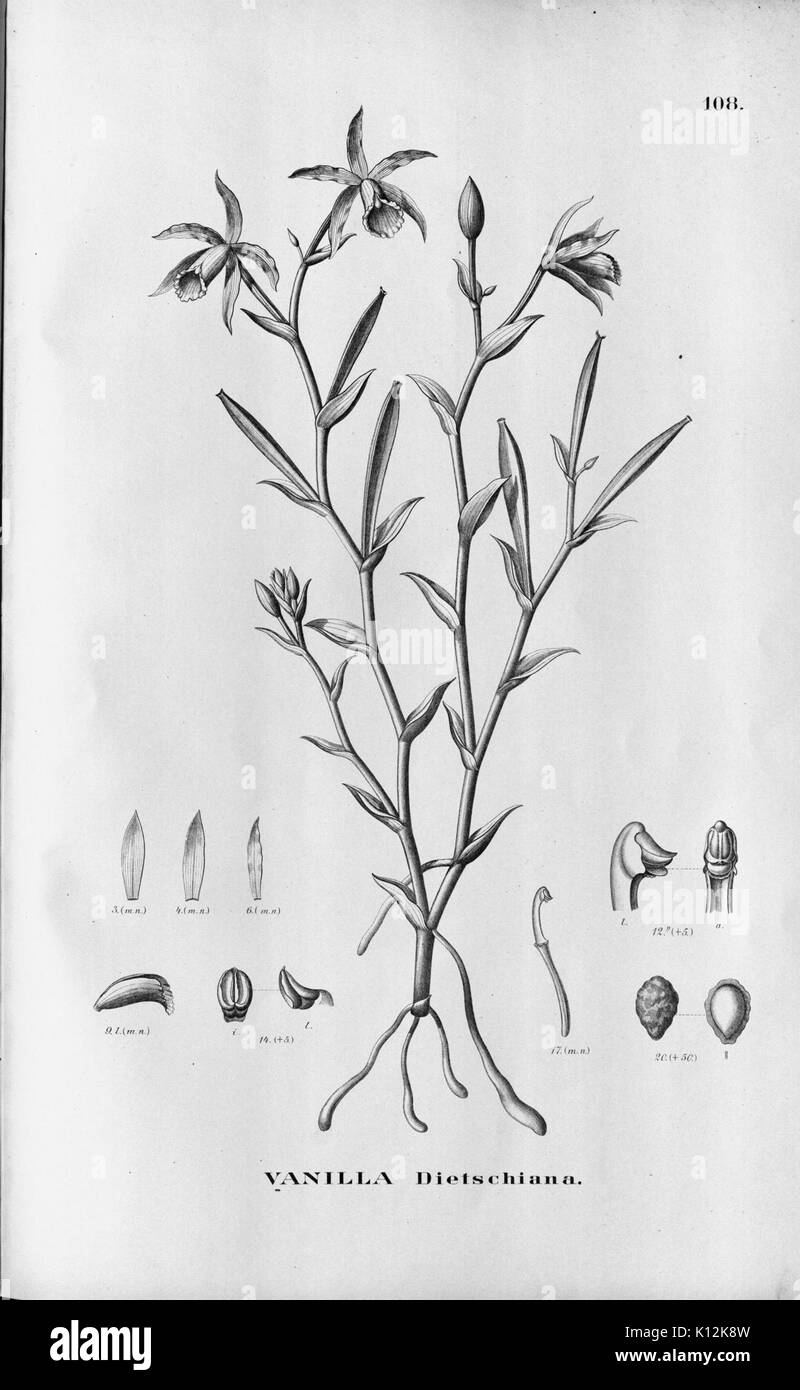 Alfred Cogniaux Flora brasiliensis Vol. 3 pt. 6 Orchidaceae Platte 108 (1904 1906) Stockfoto