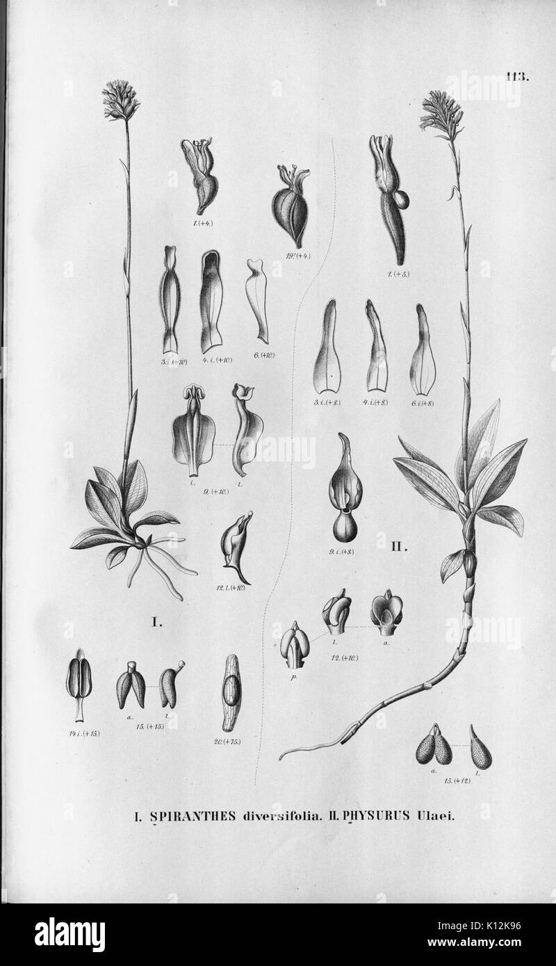 Alfred Cogniaux Flora brasiliensis Vol. 3 pt. 6 Orchidaceae Platte 113 (1904 1906) Stockfoto