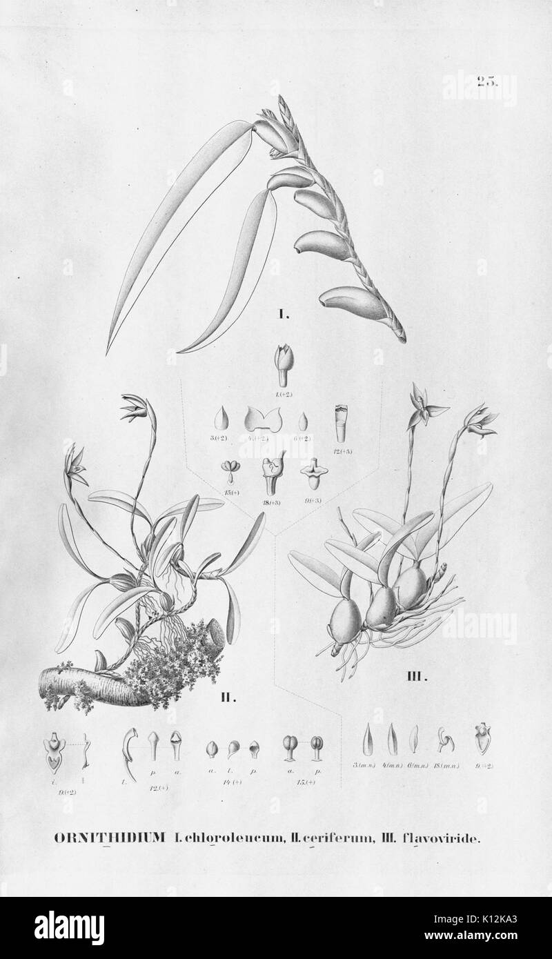 Alfred Cogniaux Flora brasiliensis Vol. 3 pt. 6 Orchidaceae Platte 025 (1904 1906) Stockfoto