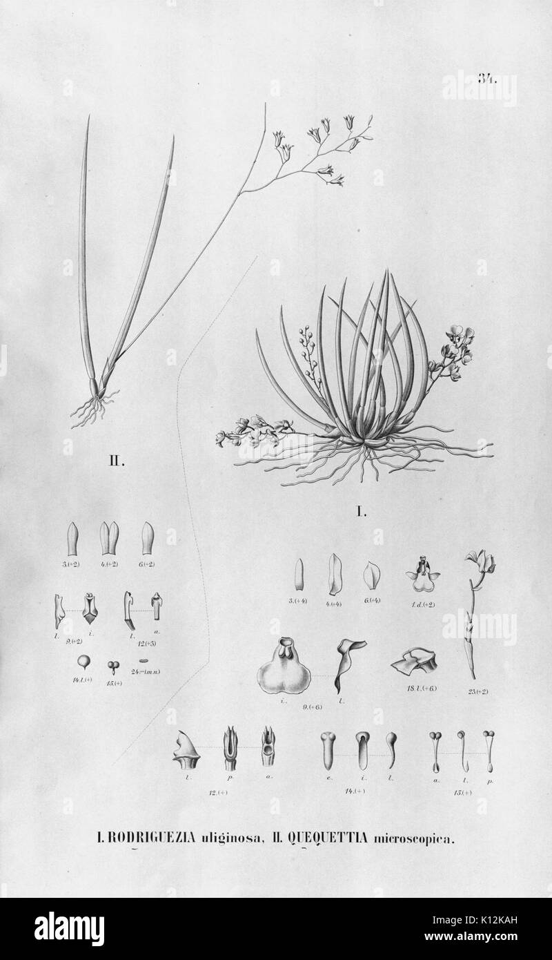 Alfred Cogniaux Flora brasiliensis Vol. 3 pt. 6 Orchidaceae Platte 034 (1904 1906) Stockfoto