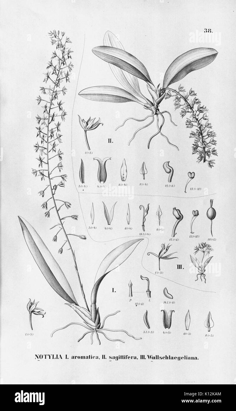 Alfred Cogniaux Flora brasiliensis Vol. 3 pt. 6 Orchidaceae Platte 038 (1904 1906) Stockfoto