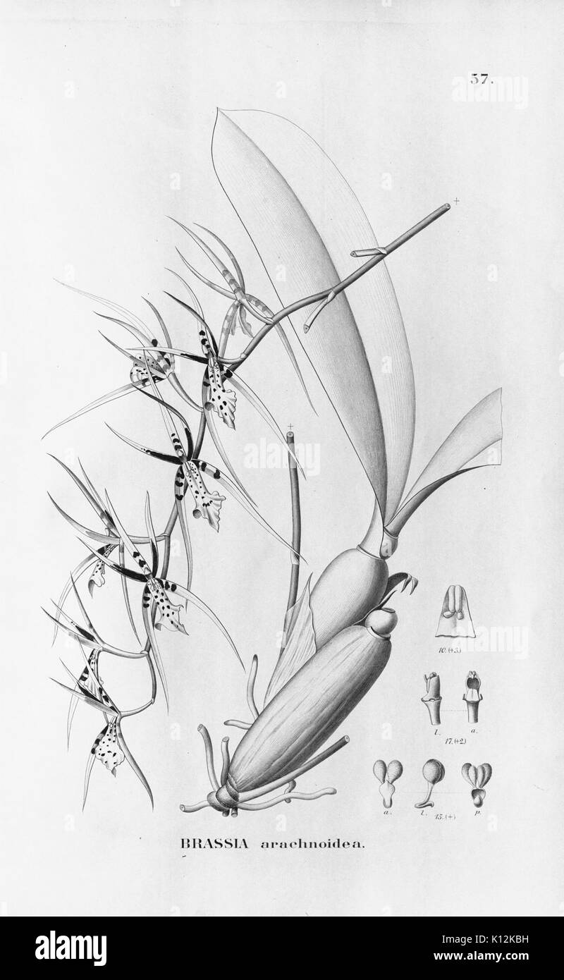 Alfred Cogniaux Flora brasiliensis Vol. 3 pt. 6 Orchidaceae Platte 057 (1904 1906) Stockfoto