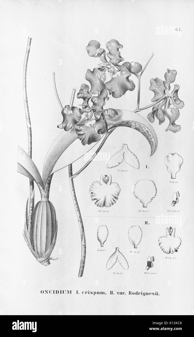 Alfred Cogniaux Flora brasiliensis Vol. 3 pt. 6 Orchidaceae Platte 067 (1904 1906) Stockfoto