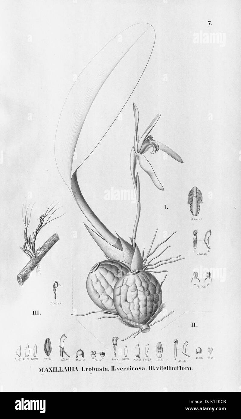 Alfred Cogniaux Flora brasiliensis Vol. 3 pt. 6 Orchidaceae Platte 007 (1904 1906) Stockfoto