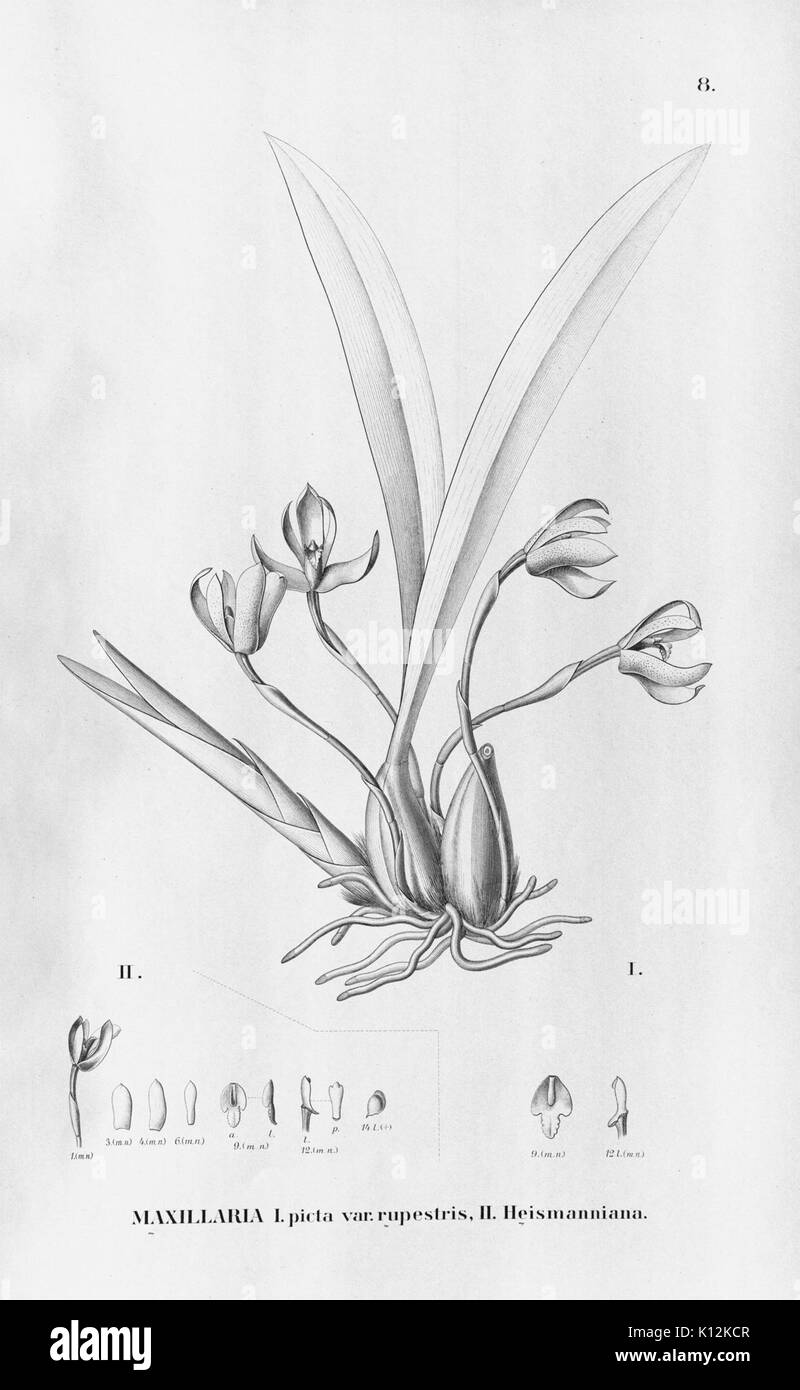 Alfred Cogniaux Flora brasiliensis Vol. 3 pt. 6 Orchidaceae Platte 008 (1904 1906) Stockfoto