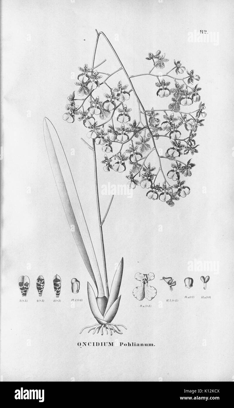 Alfred Cogniaux Flora brasiliensis Vol. 3 pt. 6 Orchidaceae Platte 082 (1904 1906) Stockfoto
