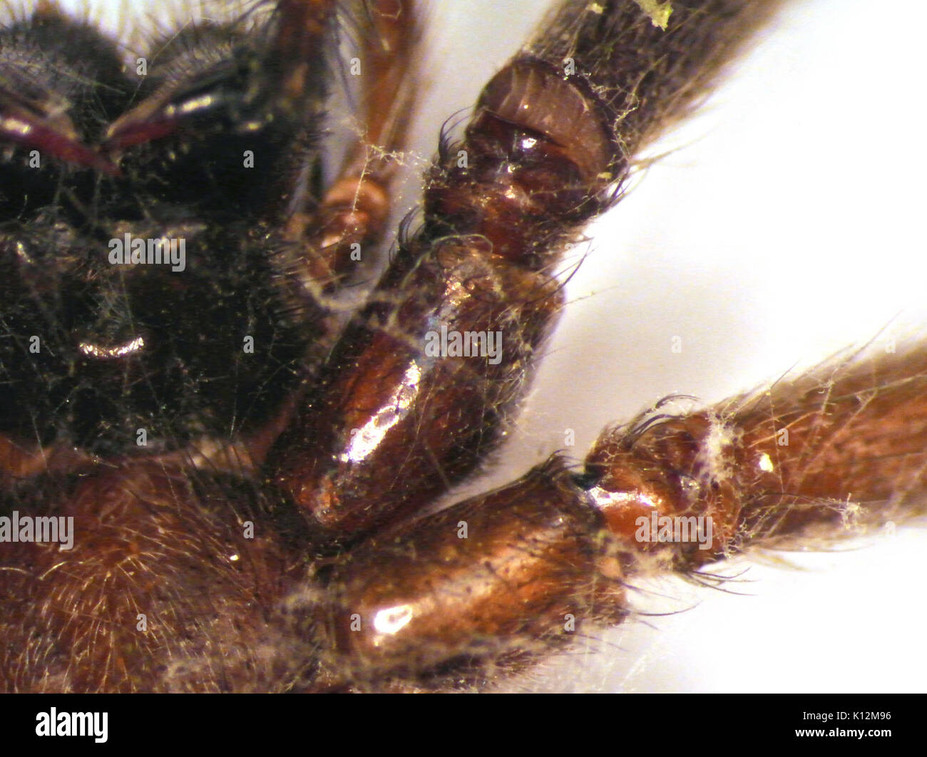 Agelenidae ventrale Schulter Stockfoto