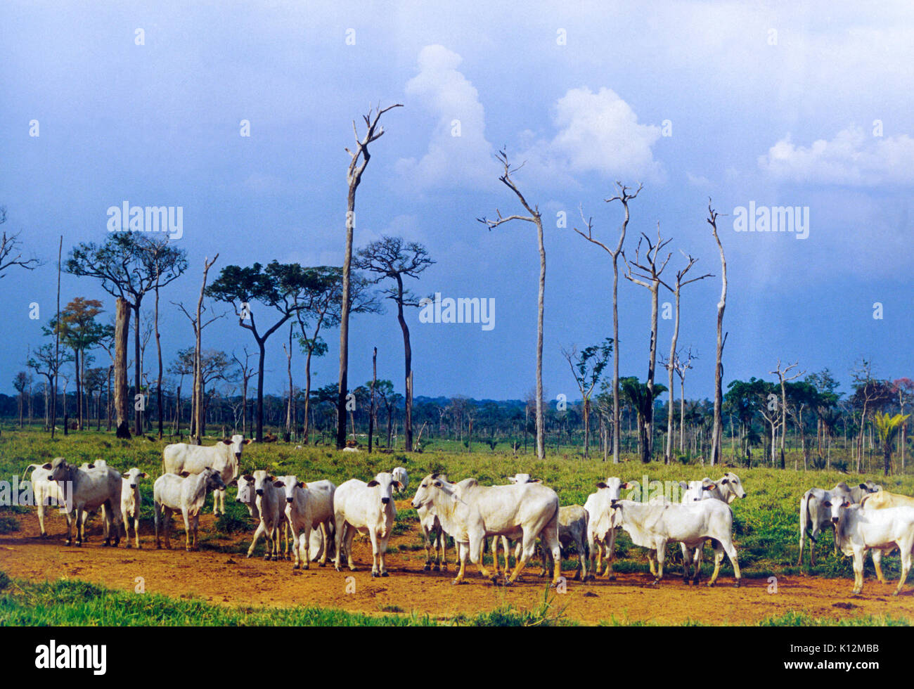 Cattle Brazil Rainforest Stockfotos und bilder Kaufen Alamy