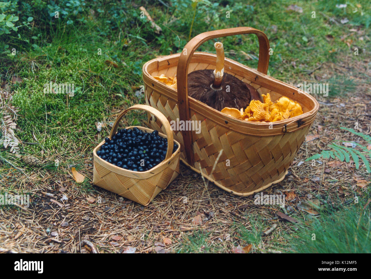 Körbe mit Pilzen und Beeren im Herbst 20014 Stockfoto
