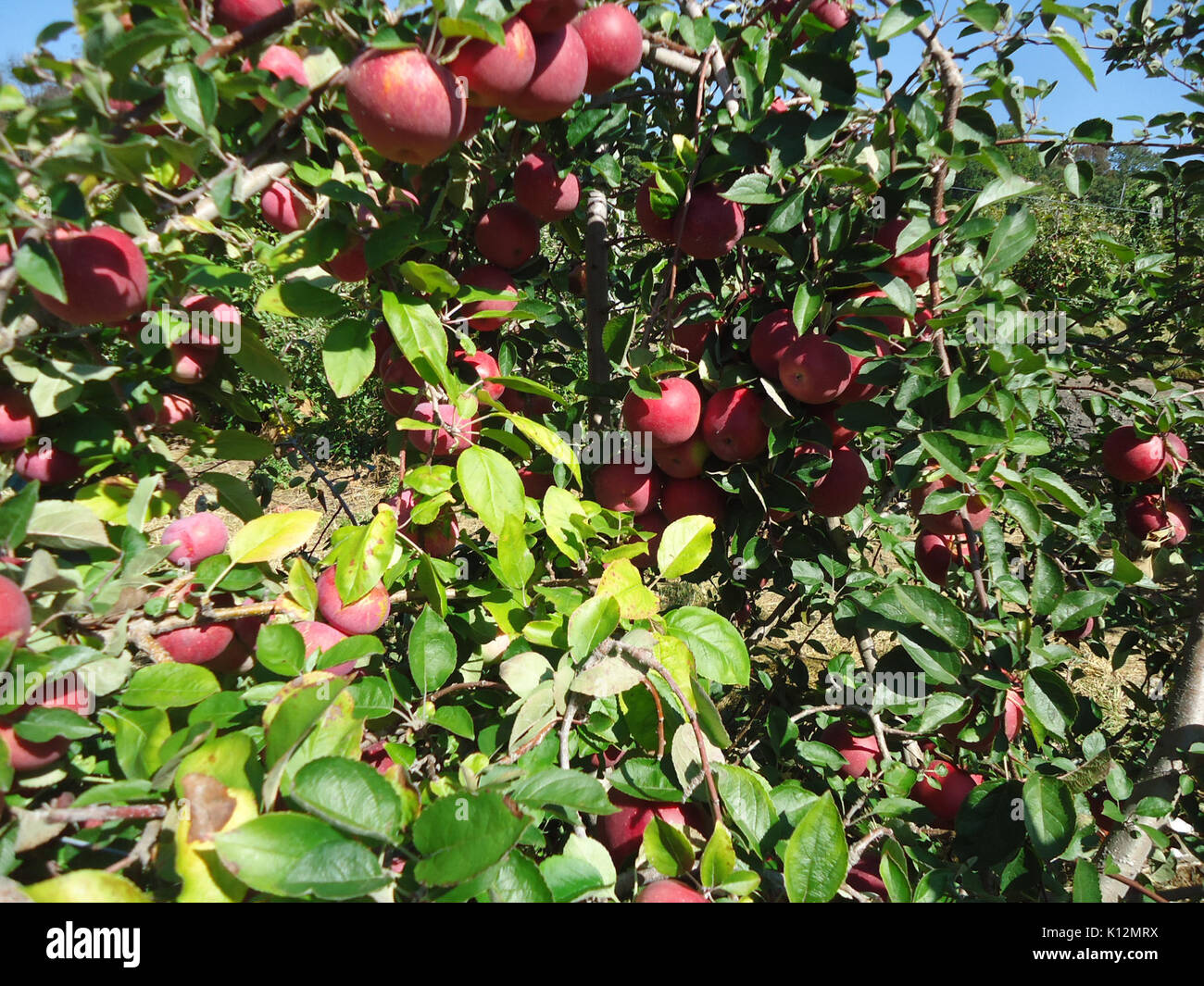 Äpfel im Hillview Farmen in New Jersey Oktober 2016 3. Stockfoto