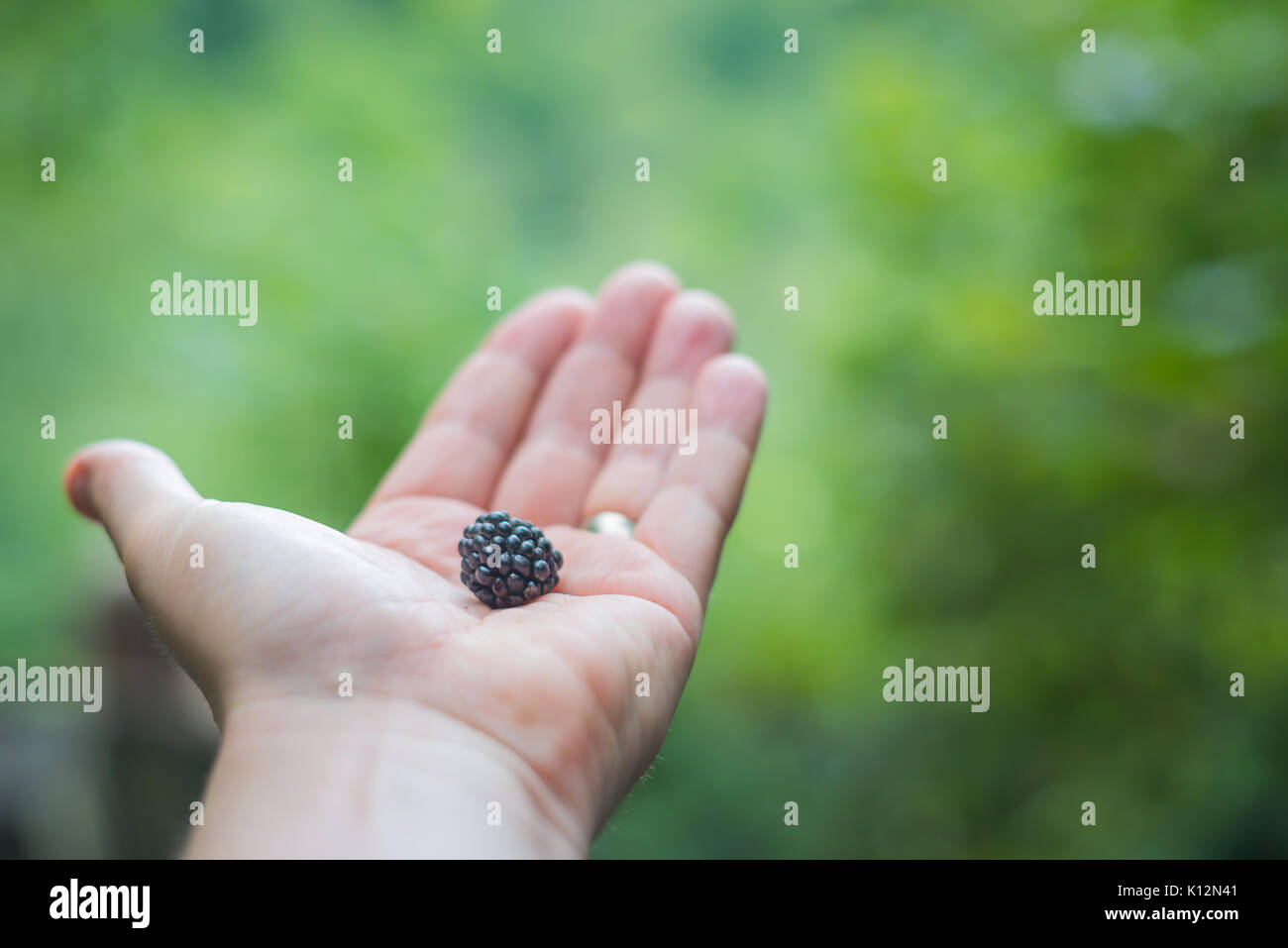 Erste blackberry des Sommers Stockfoto
