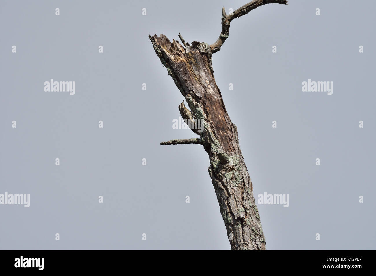Sunda pygmy Specht hoch oben auf dem Baum und schauen in den Himmel Stockfoto