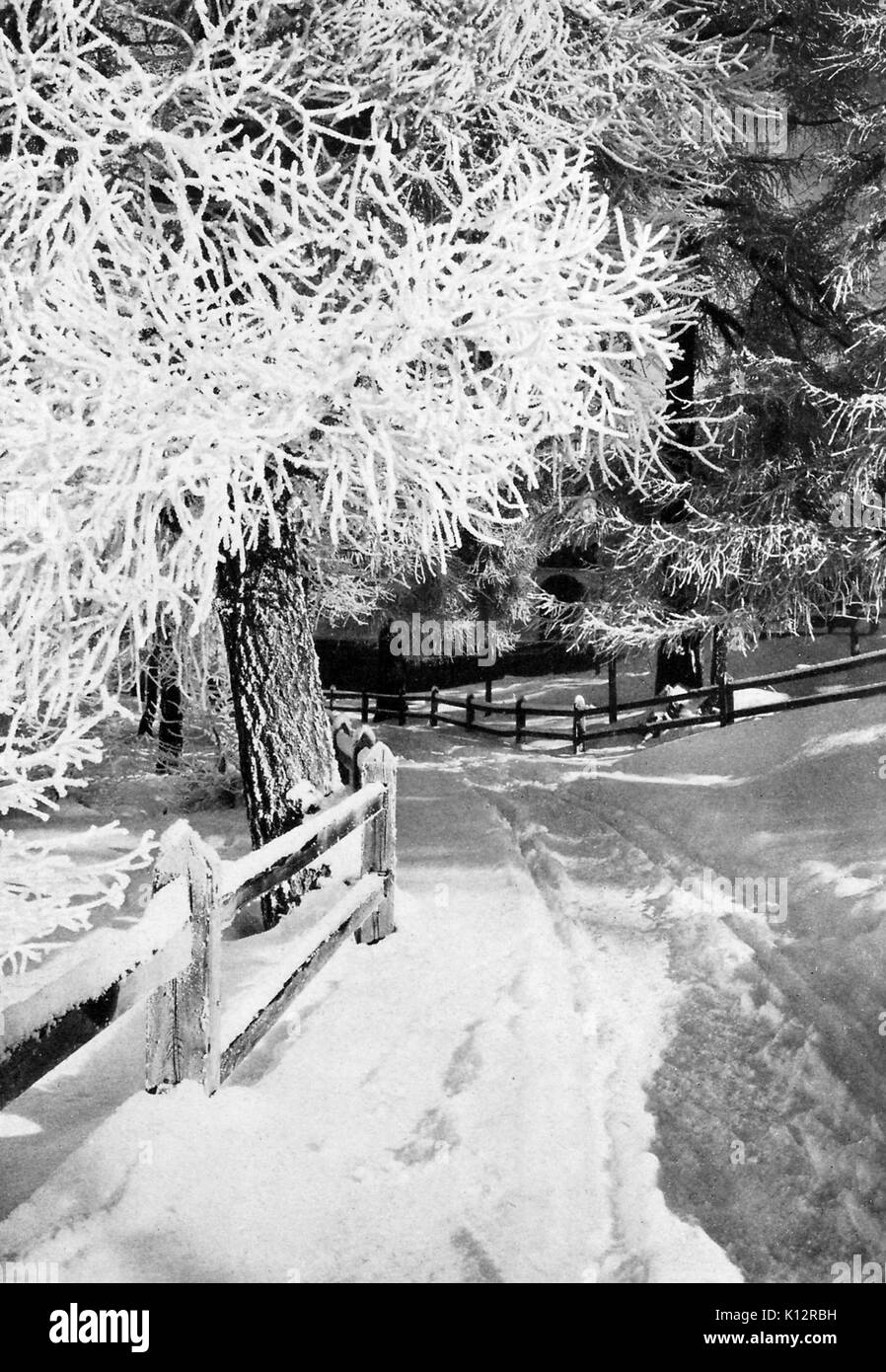 Bäume im Schnee, mit kargen Schatten, entlang einer Forststraße, Schweiz, Switzerland, 1922. Stockfoto