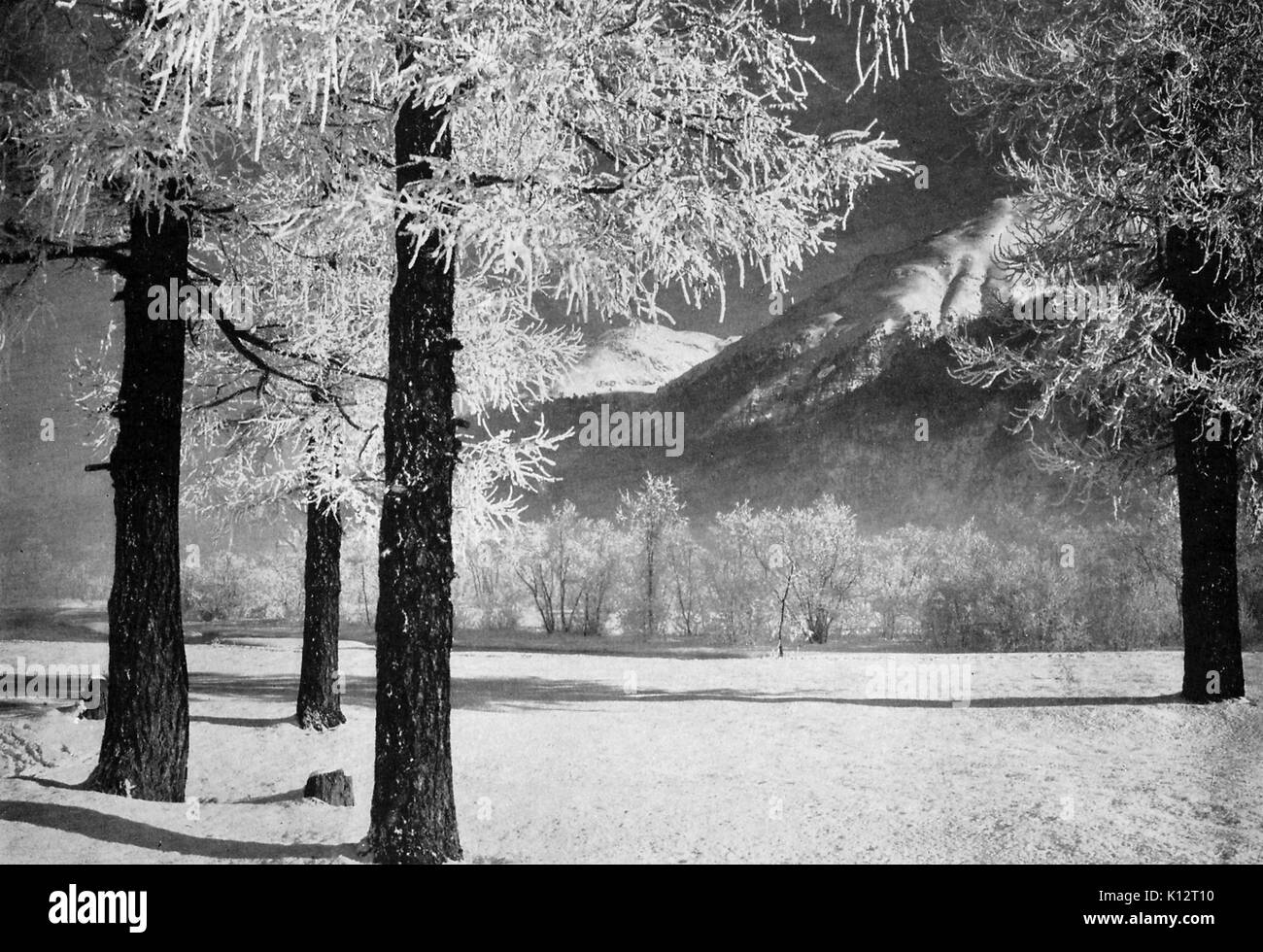 Bäume im Schnee, bei der Vesper Stunde in einem Tal, Schweiz, Switzerland, 1922. Stockfoto