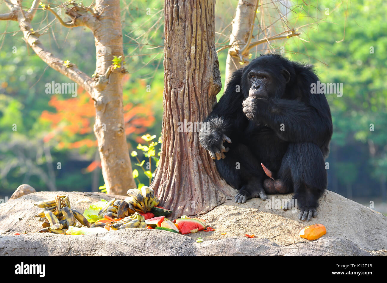 Schimpansen sind in der Regel Obst- und Pflanzenfresser. Stockfoto