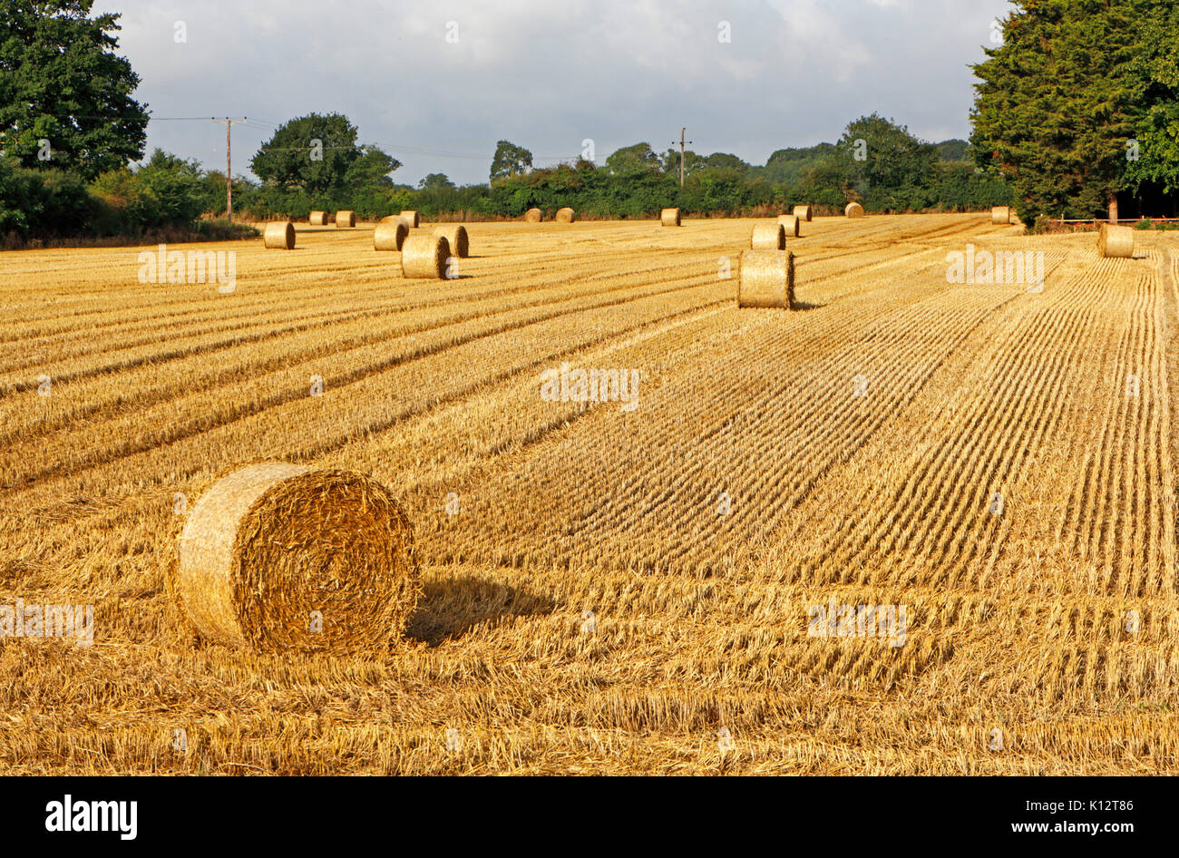 Einem abgeernteten Feld mit runden Strohballen in goldenem Licht im Grünen an tuttington, Norfolk, England, Vereinigtes Königreich. Stockfoto