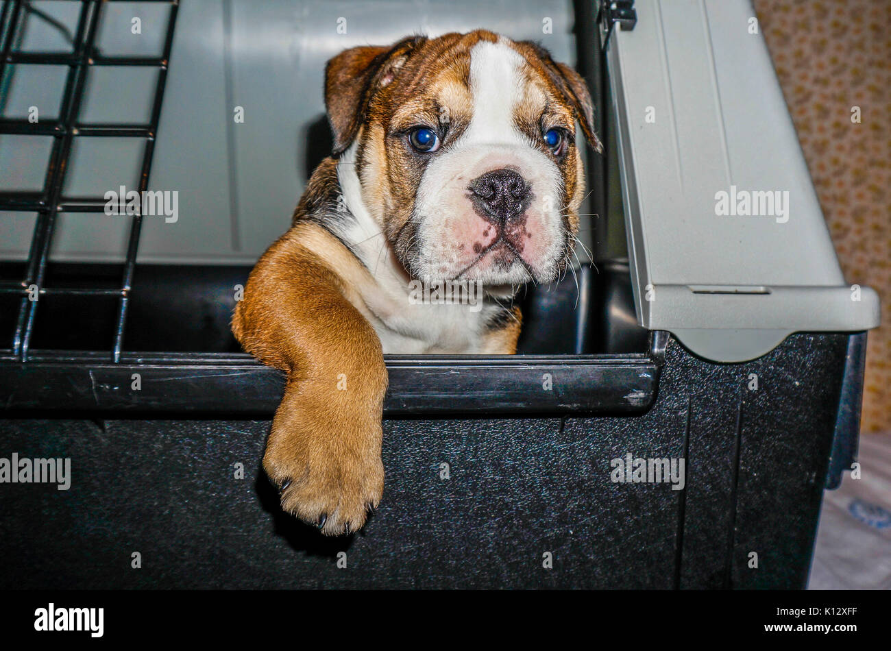 Eine schöne, rote Englische/britische Bulldogge männlichen Welpen mit einer weißen Maske, aus seiner Feder, mit der einen Pfote hängt über der Seite. Stockfoto