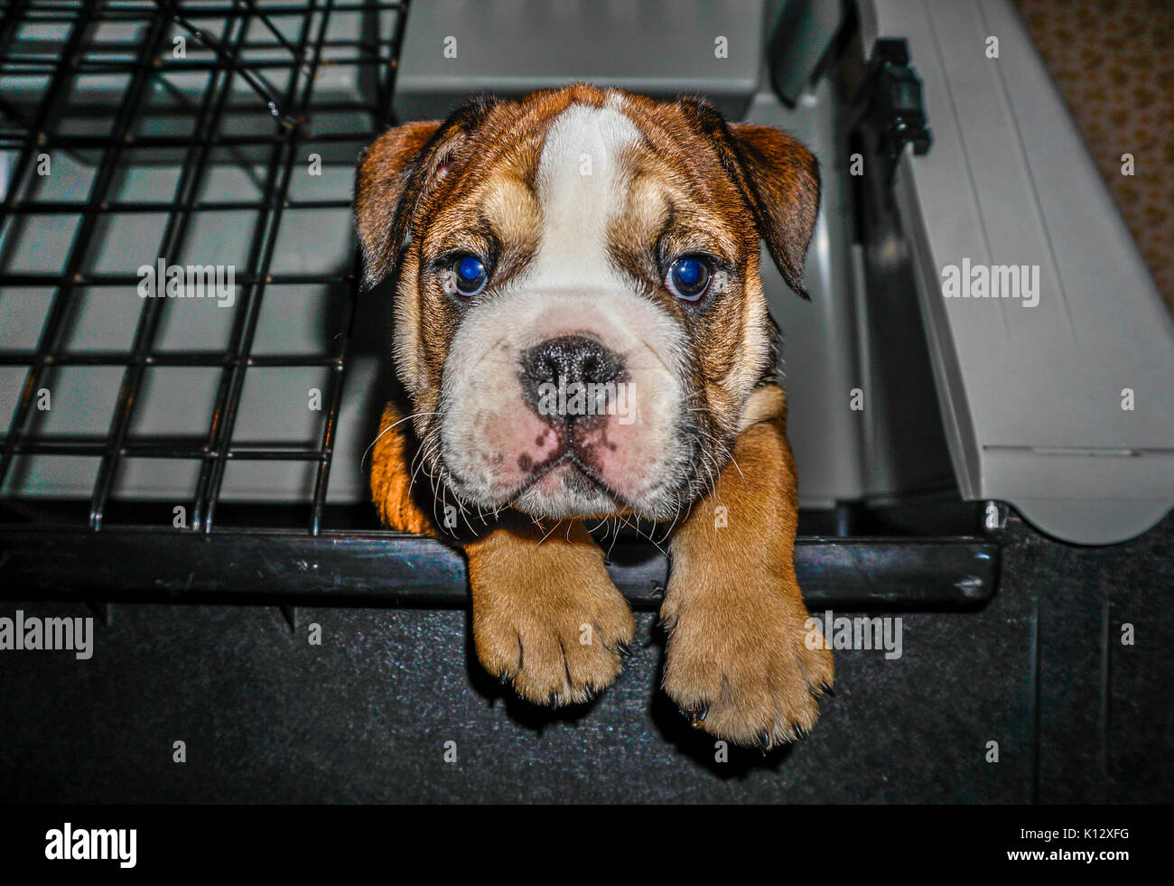 Eine schöne, rote Englische/britische Bulldogge männlichen Welpen mit einer weißen Maske, aus seiner Feder, mit beiden Pfoten über den Rand hängen. Stockfoto