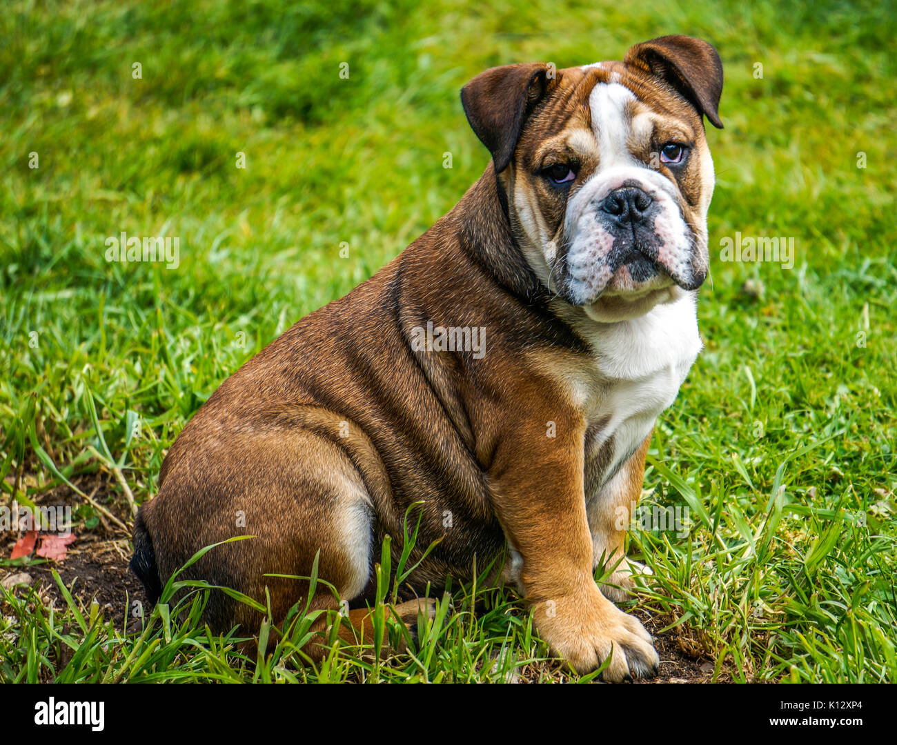 Eine schöne vier Monate alt, rot Deutsch/britische Bulldogge rüde Welpe mit weißen Maske, selbstbewusst sitzen auf Gras in seinem Garten, mit Blick auf die Kamera. Stockfoto