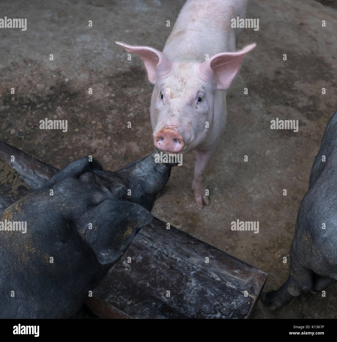 Hybrid Rasse der Schweine, die in einer inländischen Schweinefarm, Wild boar Hybridisierung mit dem Hausschwein in Huairou, Peking, China. 24-Aug-2017 Stockfoto