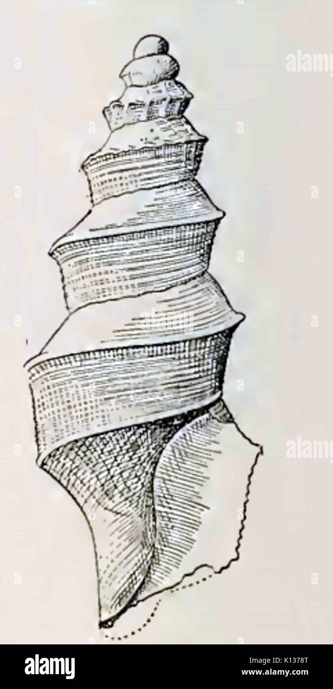 Austrocarina recta 001 Stockfoto