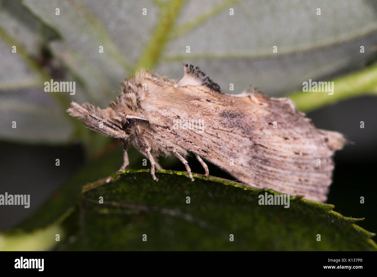 Pterostoma palpina Prominente (Pale) Motte ruht auf einem Blatt Stockfoto