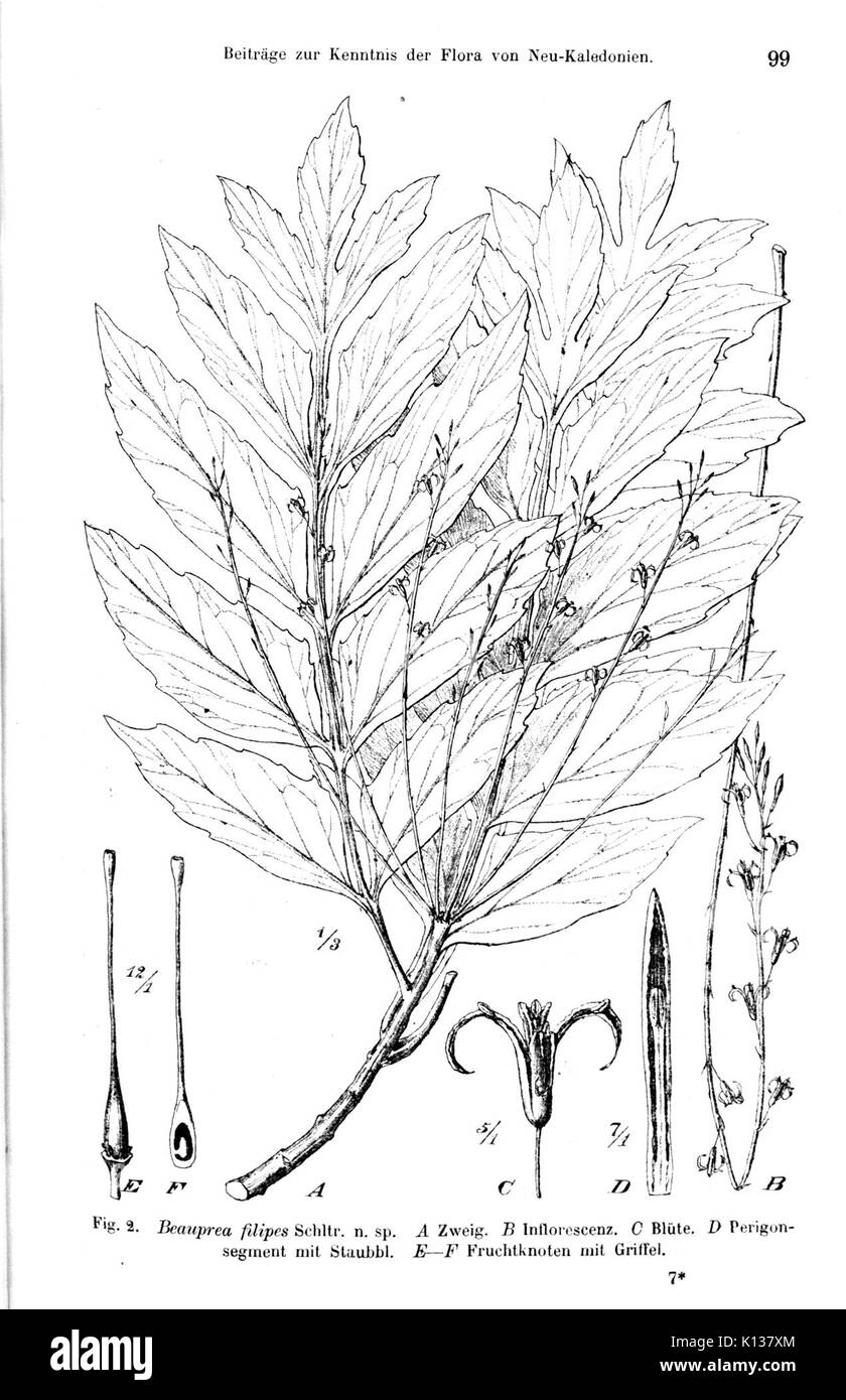 Filipes Beauprea Stockfoto