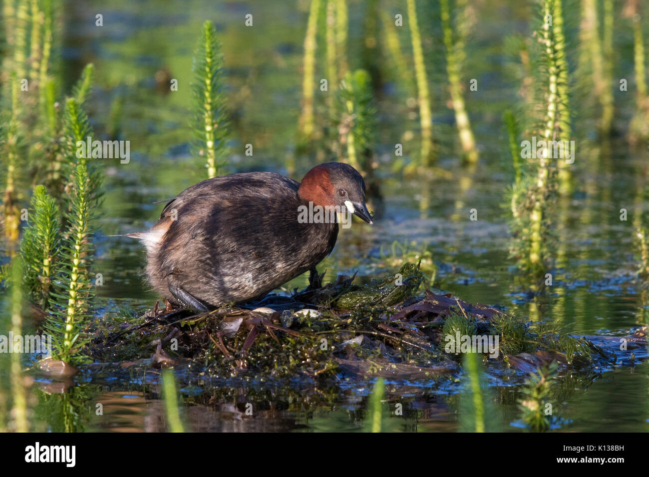 Zwergtaucher (Tachybaptus ruficollis) Neuordnung der Eier in seinem Nest Stockfoto