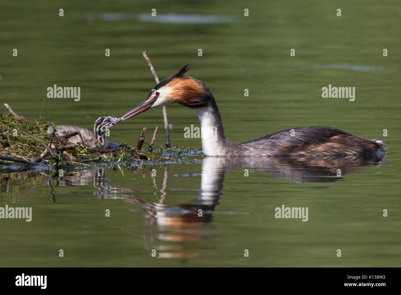 Weibliche Haubentaucher (Podiceps cristatus) mit Speisen zu ihren Küken Stockfoto