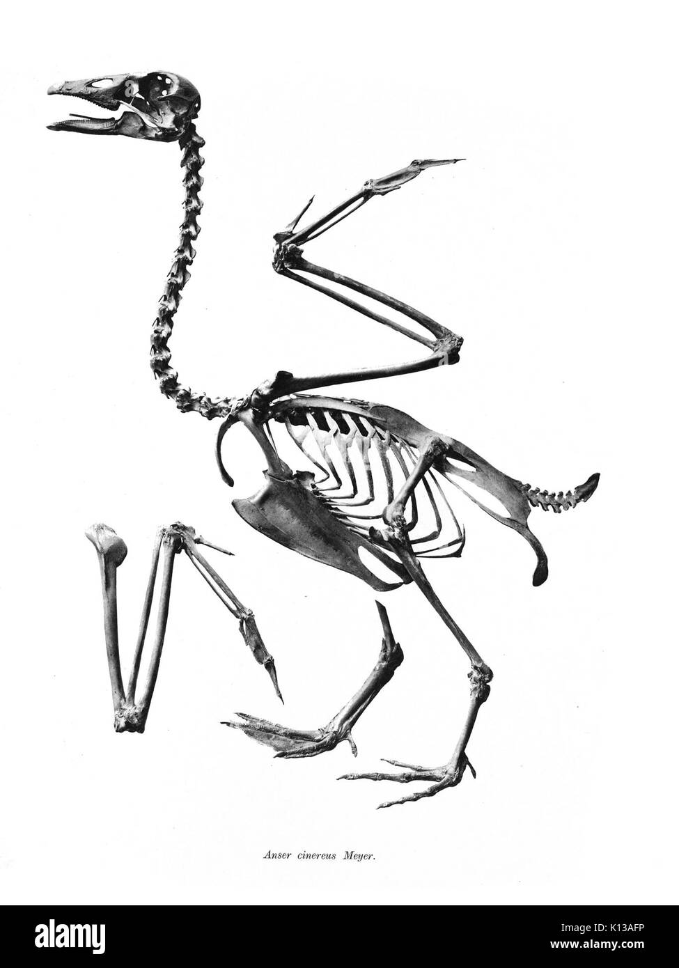 Anser cinereus 117 Stockfoto