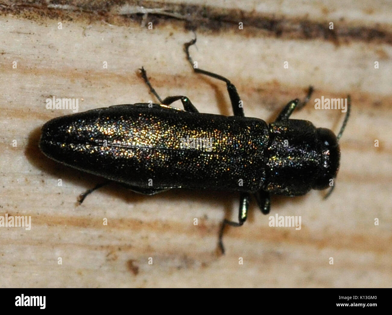 Agrilus angustulus 03 fws Stockfoto