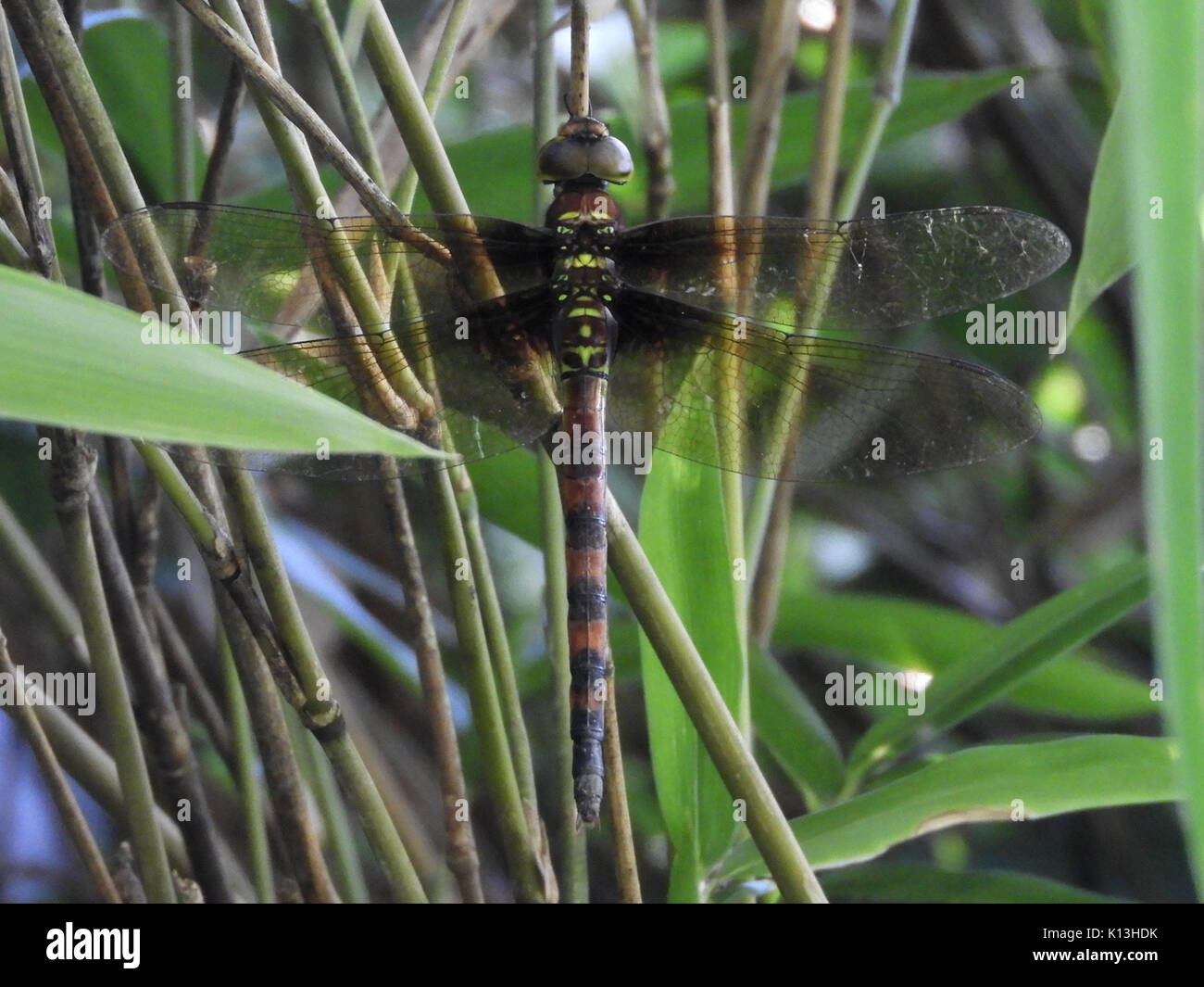 Anaciaeschna Martini (Weiblich, Japan, 17.08.18) Stockfoto