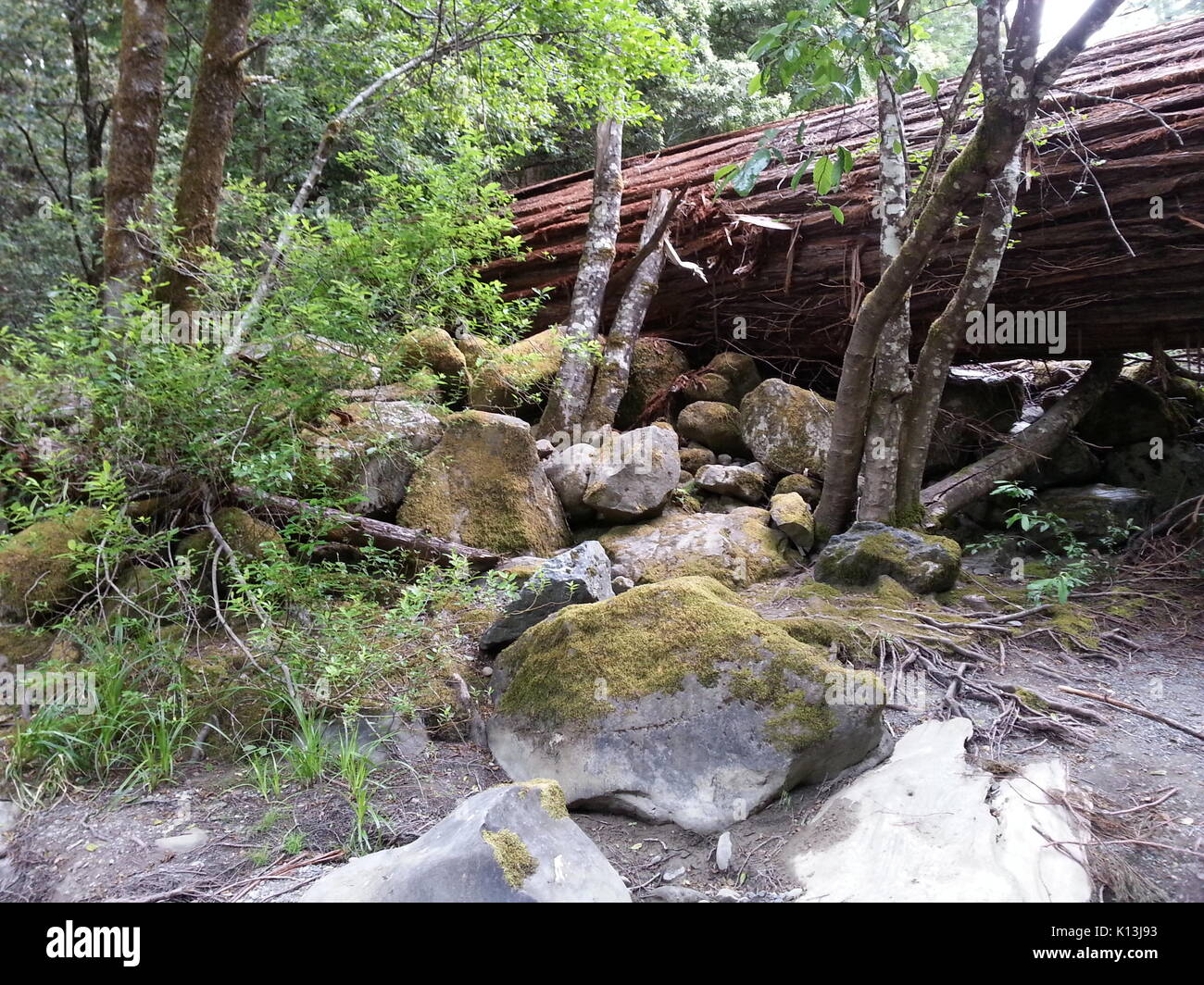 Wurzeln eines gefallenen Redwood Stockfoto