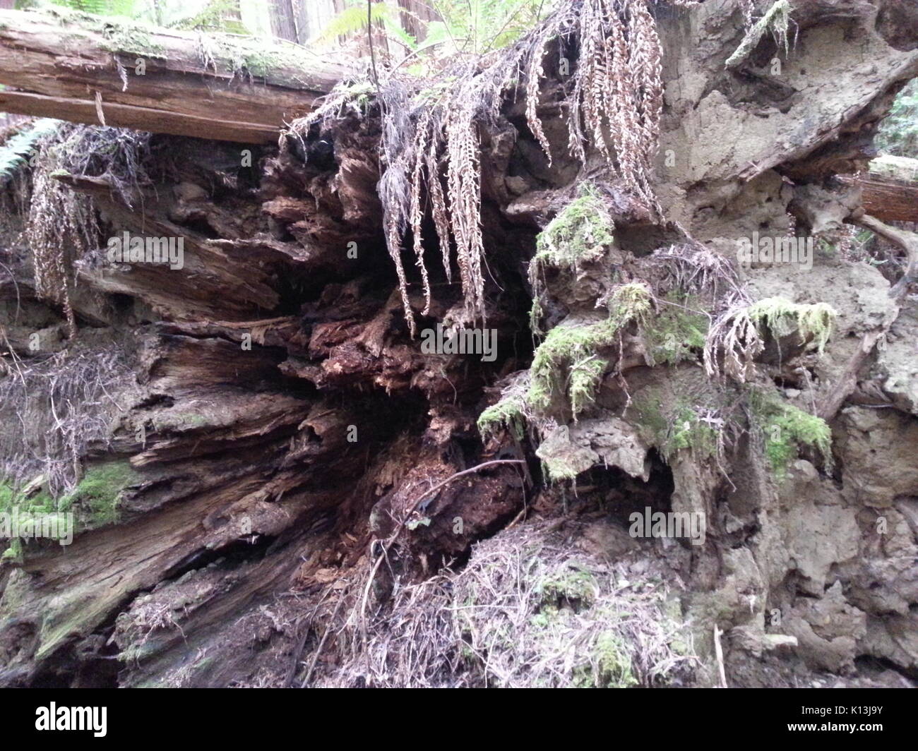 Wurzeln eines gefallenen Redwood Stockfoto
