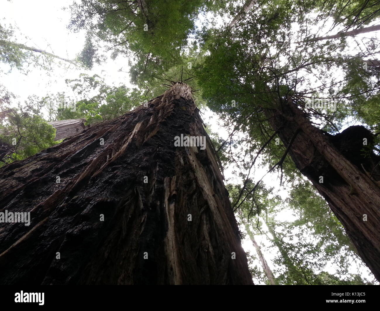 Redwood Vordach Stockfoto