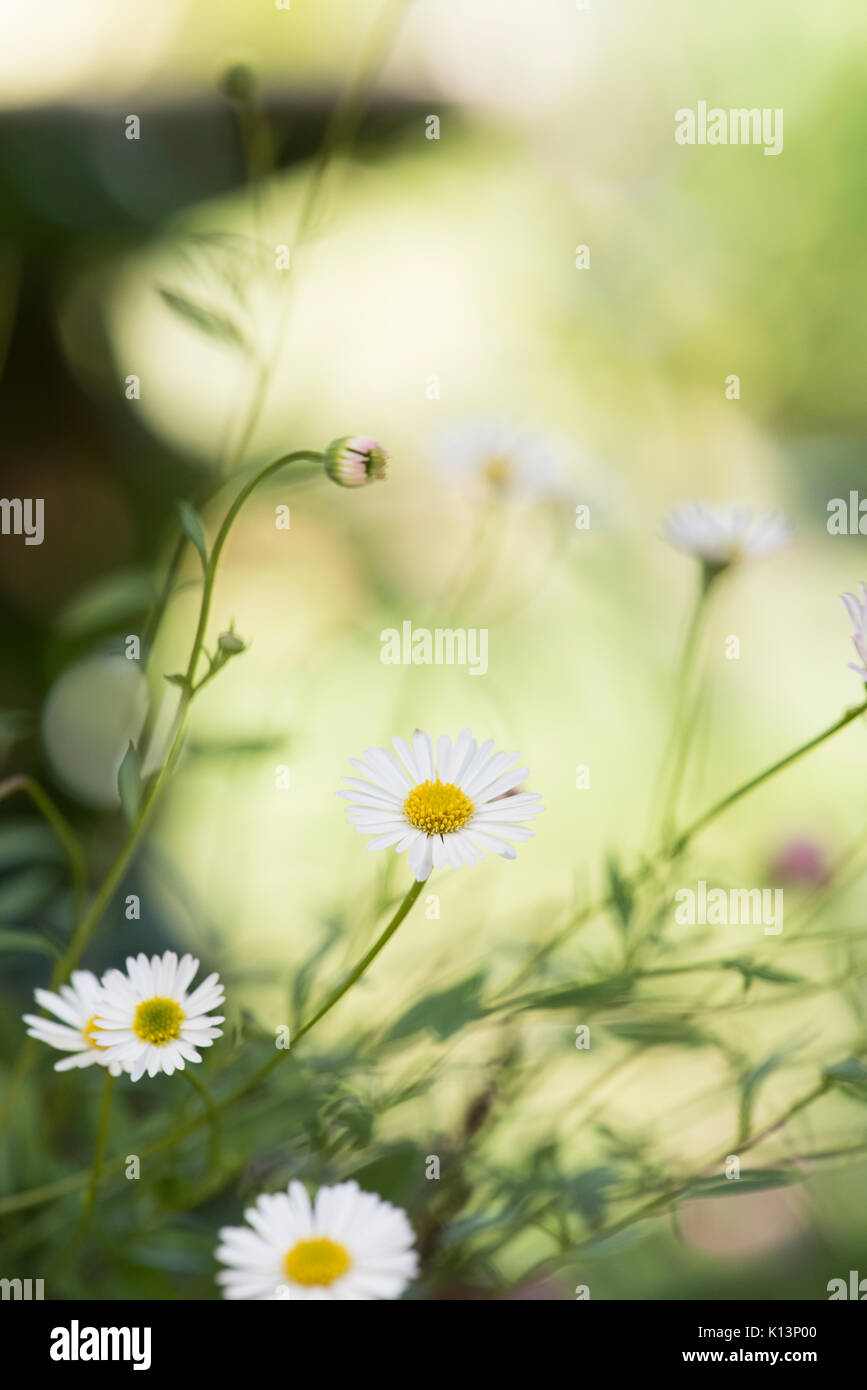 Erigeron karvinskianus. Berufskraut Blume gegen einem hellgrünen Hintergrund Stockfoto