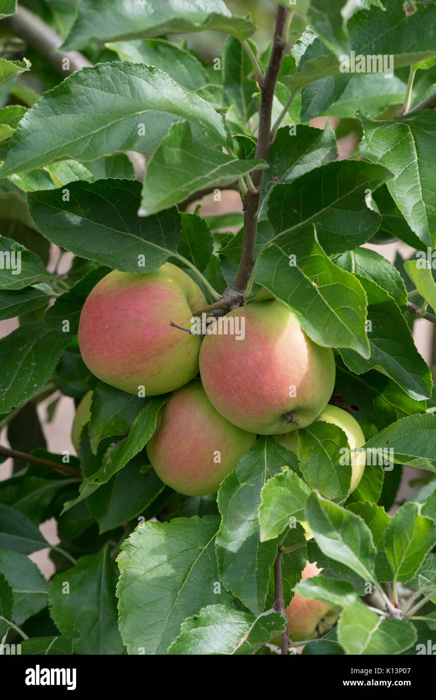 Malus Domestica" lustig Gold". Apple' lustig Gold' Reifen auf einem Baum. UK. Eine moderne englische Apfelsorte Stockfoto