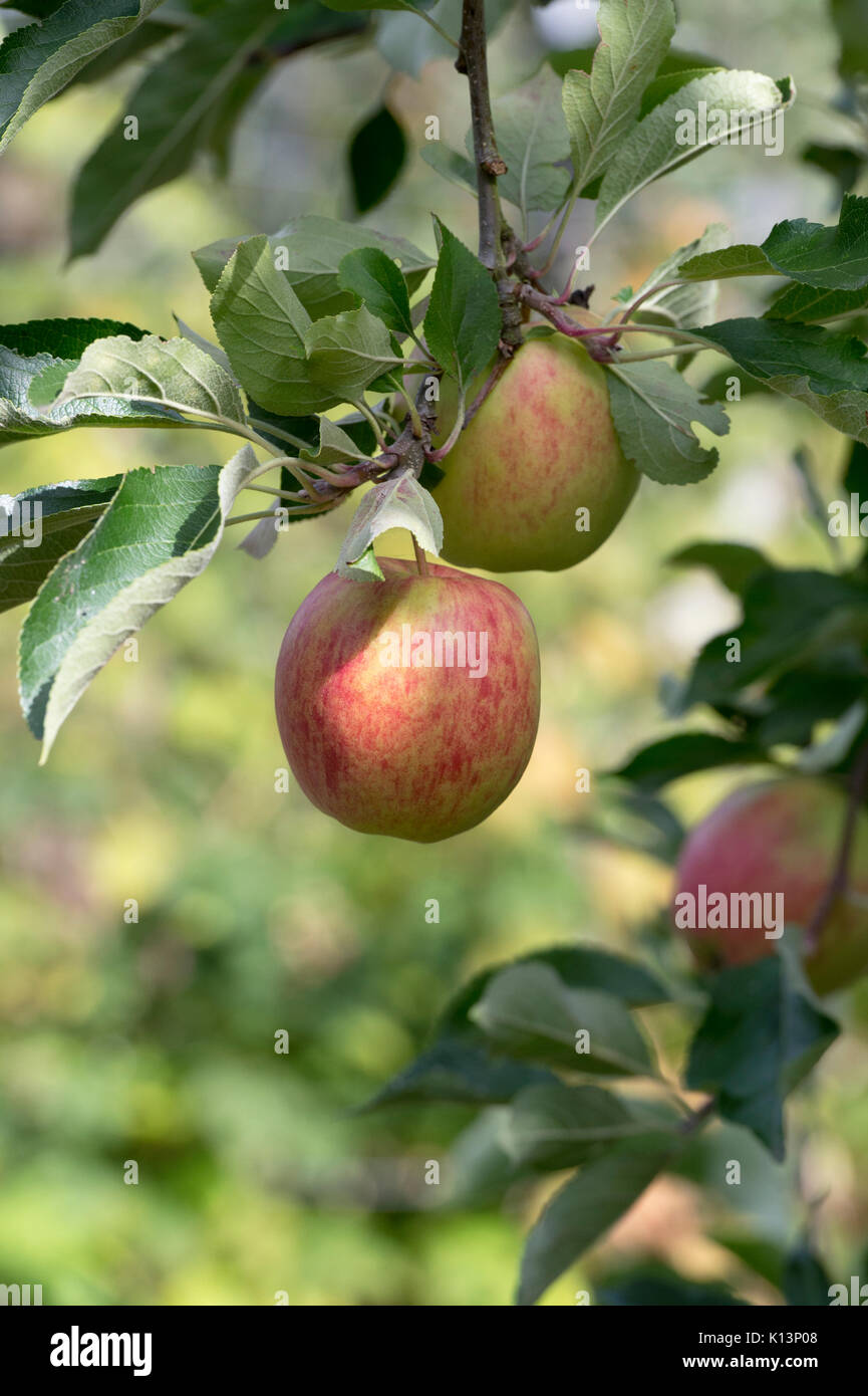 Malus Domestica" rot Falstaff". Apple' rot Falstaff' auf einem Baum in einem Obstgarten. Großbritannien Stockfoto