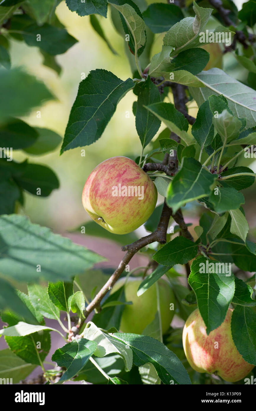 Malus Domestica" rot Falstaff". Apple' rot Falstaff' auf einem Baum in einem Obstgarten. Großbritannien Stockfoto