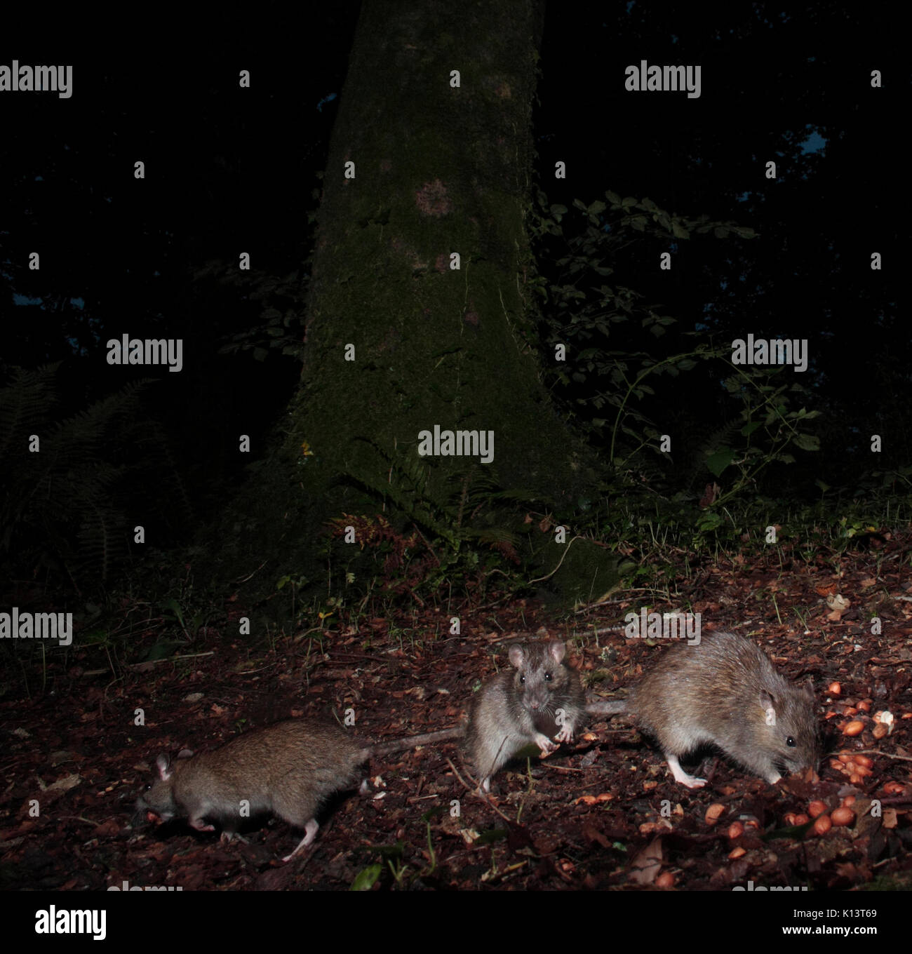 Braune Ratten Stockfoto