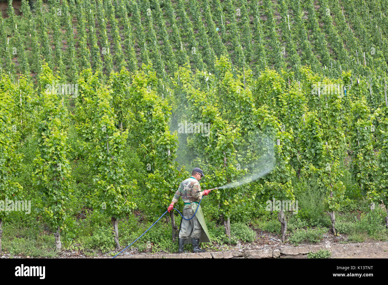 Pestizid auf einen Weinberg in der Nähe von Uerzig, Mosel, Rheinland-Pfalz, Deutschland gespritzt Stockfoto